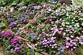 HEPATICA DISPLAY BY ASHWOOD NURSERIES