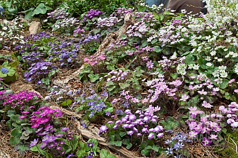 HEPATICA_DISPLAY_BY_ASHWOOD_NURSERIES