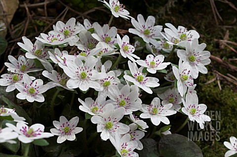 HEPATICA_JAPONICA_X_H_YAMATUTAI