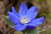 HEPATICA X SCHLYTERI BLUE MAX