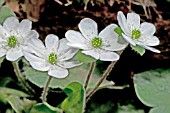 HEPATICA X SCHLYTERI THE BRIDE