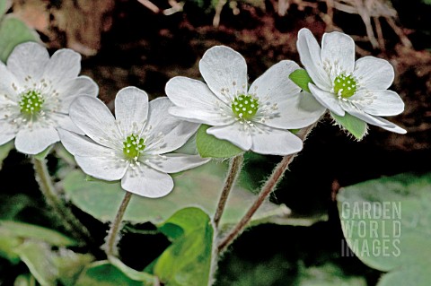 HEPATICA_X_SCHLYTERI_THE_BRIDE