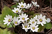 HEPATICA JAPONICA FORMA JAPONICA