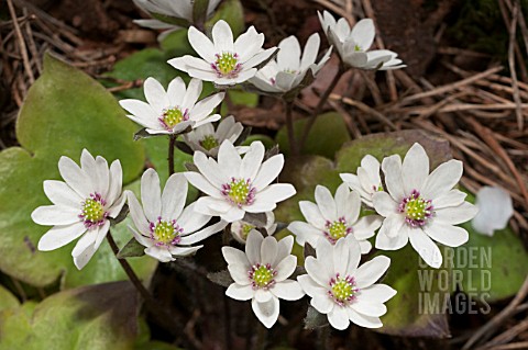 HEPATICA_JAPONICA_FORMA_JAPONICA