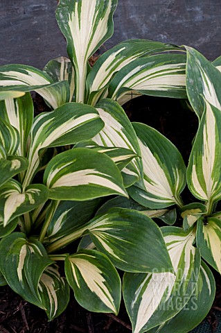 HOSTA_TROPICAL_CUP_CAKE