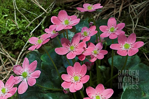 HEPATICA_JAPONICA_FORMA_MAGNA