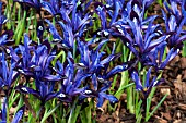 IRIS RETICULATA BLUE NOTE