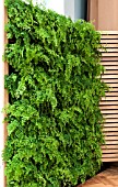 VERTICAL GARDEN OF MAIDEN HAIR FERN