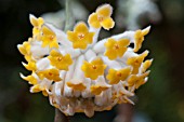 EDGEWORTHIA CHRYSANTHA