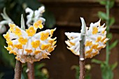 EDGEWORTHIA CHRYSANTHA