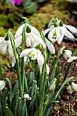 GALANTHUS HILL POE