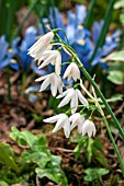 LEUCOJUM TINGITANUM