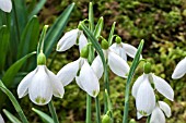 GALANTHUS PLICATUS GREEN TIP