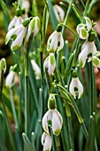 GALANTHUS ELFIN