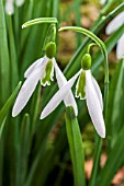 GALANTHUS WASP