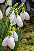 GALANTHUS REV BLAKAWAY-PHILIPS