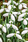 GALANTHUS IMBOLC