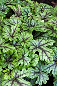 X HEUCHERELLA TAPESTRY