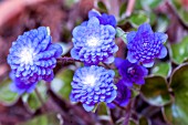 HEPATICA NOBILIS VAR JAPONICA SEIZAN