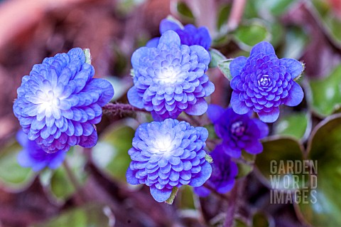 HEPATICA_NOBILIS_VAR_JAPONICA_SEIZAN