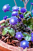 HEPATICA NOBILIS VAR JAPONICA SEIZAN