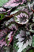 BEGONIA MERRY CHRISTMAS AGM