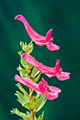 CORYDALIS SOLIDA GEORGE BAKER AGM