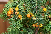 TAXUS BACCATA LUTEA