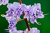 PLECTRANTHUS FRUTICOSUS