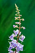 PLECTRANTHUS FRUTICOSUS