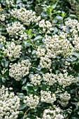 ESCALLONIA IVEYI AGM