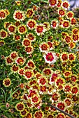 COREOPSIS CREME BICOLOR