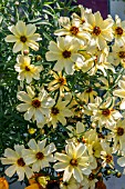 COREOPSIS BUTTERMILK