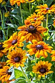 RUDBECKIA SUMMERINA PATIO YELLOW