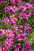 COREOPSIS LIMERICK PASSION