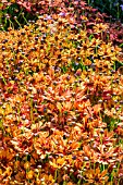 COREOPSIS PUMPKIN PIE