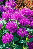 MONARDA BALMY LILAC