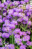 VERBENA RIGIDA VENOSA