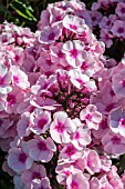 PHLOX PANICULATA ADESSA BRIGHT EYES