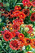 GAILLARDIA X GRANDIFLORA FANFARE BLAZE