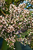 COLLETIA HYSTRIX ROSEA