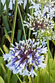 AGAPANTHUS ENIGMA