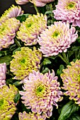 CHRYSANTHEMUM ROSSANO CHARLOTTE