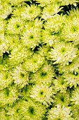 CHRYSANTHEMUM ZEMBLA LIME