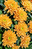 CHRYSANTHEMUM ROSSANO ORANGE