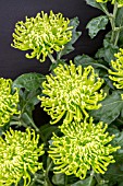 CHRYSANTHEMUM ANASTASIA DARK GREEN