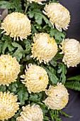 CHRYSANTHEMUM MISTY CREAM