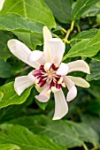 CALYCANTHUS VENUS