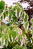 CORNUS KOUSA TRI-SPLENDOR