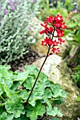 HEUCHERA SANGUINEA CORAL PETITE